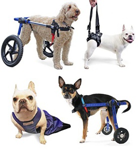 StoS Special Needs Pets