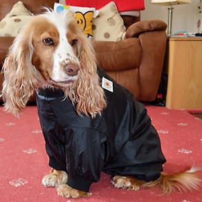 Safe to Shake Indoor Drying Dog Coat