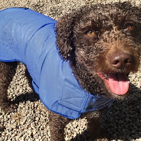 Safe to Shake Cooling Dog Coat