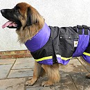 Safe to Shake Giant Collared Dog Coat